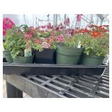 Flat of Mixed Flowers