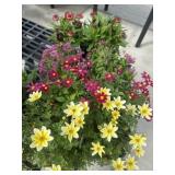 Flat of Mixed Flowers