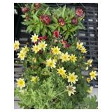 Flat of Mixed Flowers