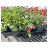 Flat of Mixed Flowers