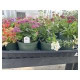 Flat of Mixed Flowers