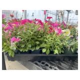 Flat of Mixed Flowers
