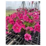 10' Hanging Basket