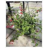 12' Hanging Basket