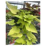 10' Hanging Basket