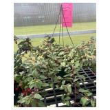 12' Hanging Basket