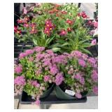 Flat of Mixed Flowers
