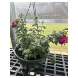 10' Hanging Basket