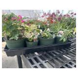 Flat of Mixed Flowers