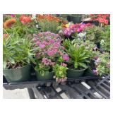 Flat of Mixed Flowers
