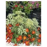 Flat of Mixed Flowers