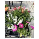 Flat of Mixed Flowers