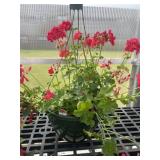 12' Hanging Basket