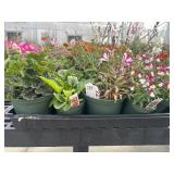 Flat of Mixed Flowers