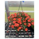 12' Hanging Basket