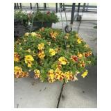 12' Hanging Basket