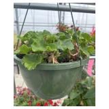10' Hanging Basket
