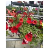 10' Hanging Basket