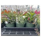 Flat of Mixed Flowers