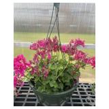 12' Hanging Basket