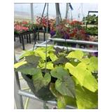 10' Hanging Basket