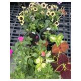 Flat of Mixed Flowers