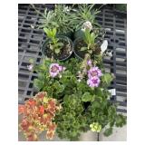 Flat of Mixed Flowers