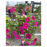 10' Hanging Basket