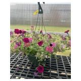 12' Hanging Basket