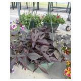 12' Hanging Basket
