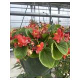 10' Hanging Basket