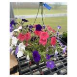 10' Hanging Basket