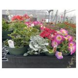 Flat of Mixed Flowers