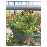 10' Hanging Basket