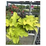 10' Hanging Basket