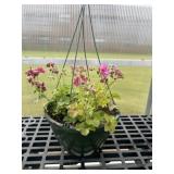 12' Hanging Basket