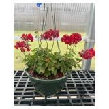 12' Hanging Basket