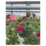 10' Hanging Basket
