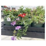 Flat of Mixed Flowers