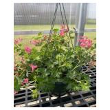 12' Hanging Basket