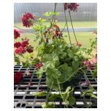 12' Hanging Basket