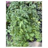 Flat of vegetable packs