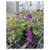 12' Hanging Basket