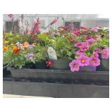 Flat of Mixed Flowers