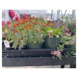 Flat of Mixed Flowers