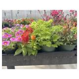 Flat of Mixed Flowers