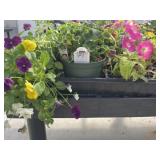 Flat of Mixed Flowers