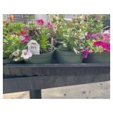 Flat of Mixed Flowers