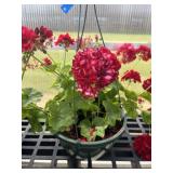 10' Hanging Basket