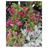 Flat of Mixed Flowers